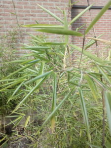 Opgerold blad Fargesia nitida bamboe
