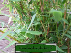 niet woekerende groenblijvende bamboe